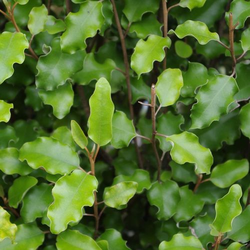 Olearia paniculata instant hedge