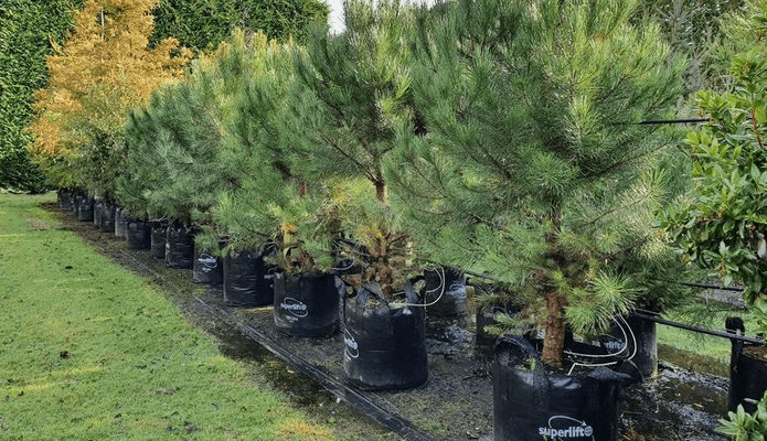 Pinus pinea | Italian Stone Pine