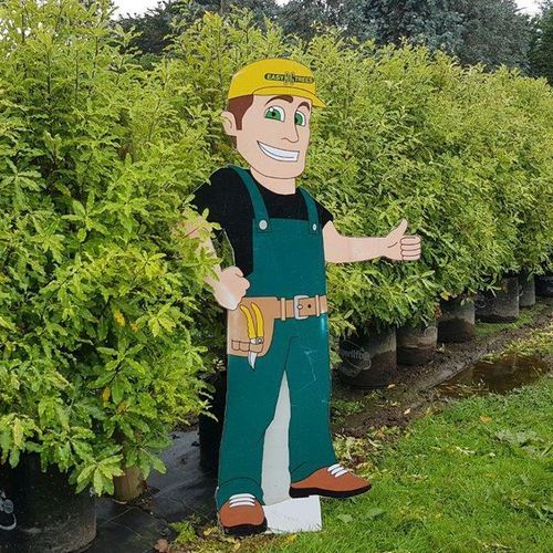 Pittosporum eugenioides | Native Lemonwood