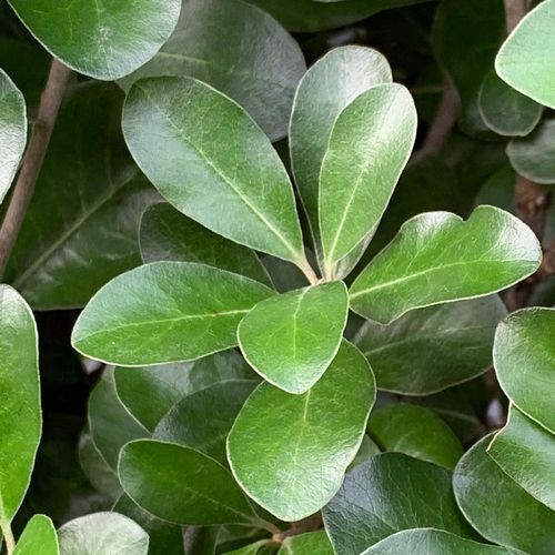 Pittosporum ‘Green Lustre’ instant hedge.