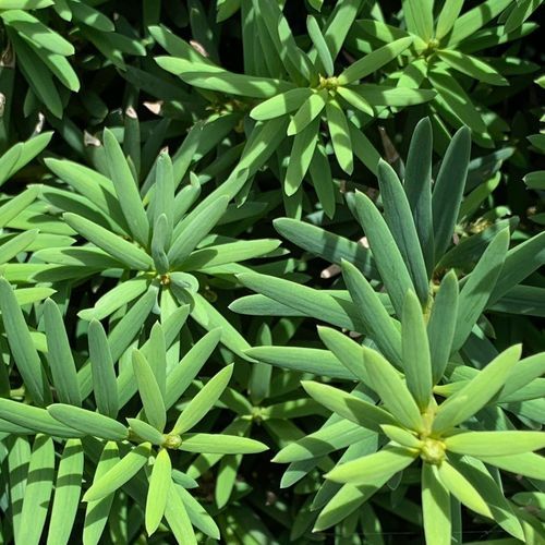 Podocarpus tōtara 'Ardmore Green' instant hedge.