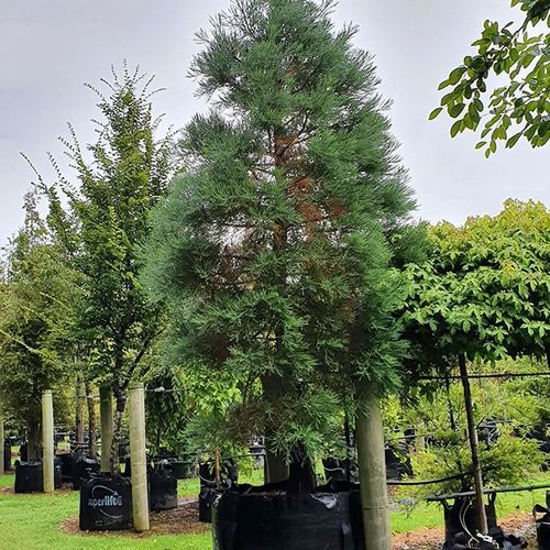 Seqouoiadendron giganteum | Giant Wellingtonia Redwood