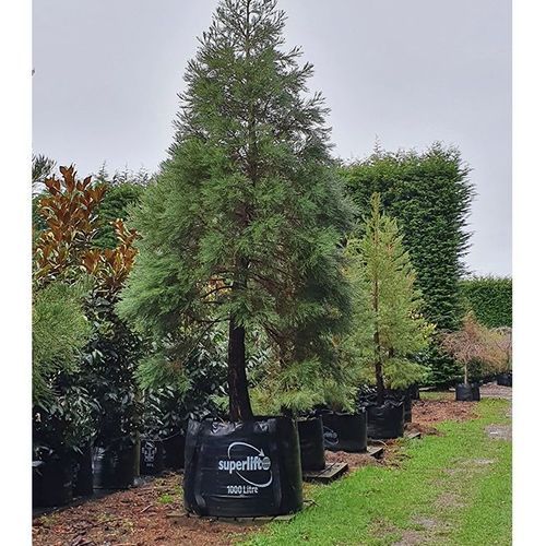 Seqouoiadendron giganteum | Giant Wellingtonia Redwood