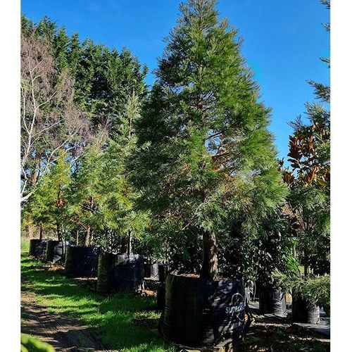 Seqouoiadendron giganteum | Giant Wellingtonia Redwood