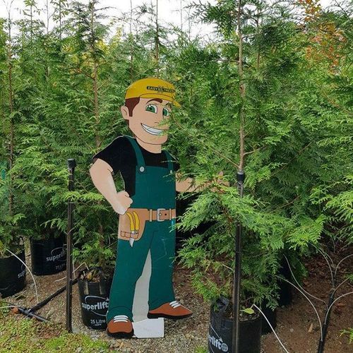 Thuja plicata | Western Red Cedar