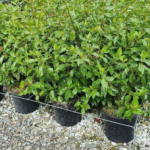 Viburnum tinus 'Lucidum' | Evergreen Shrub
