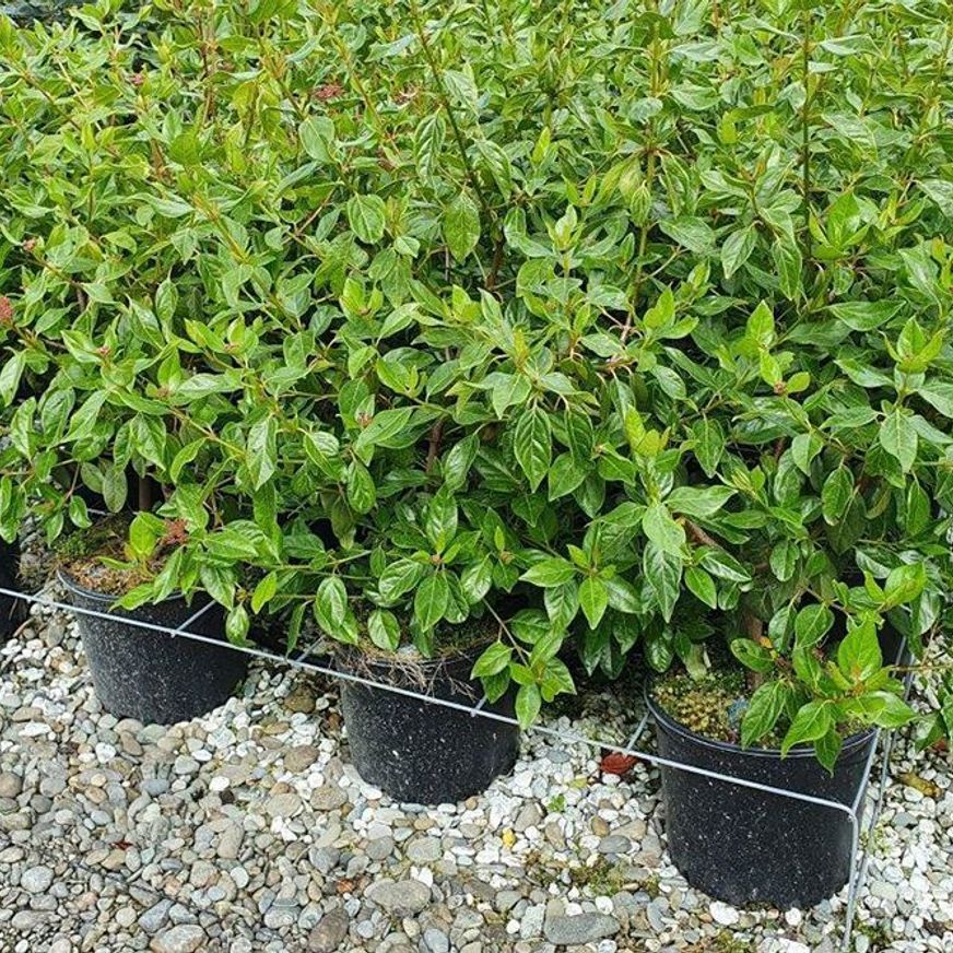 Viburnum tinus 'Lucidum' | Evergreen Shrub