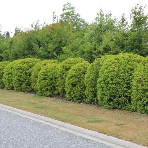 Viburnum tinus 'Lucidum' | Evergreen Shrub