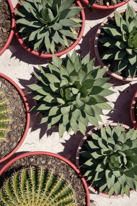 Agave Blue Emperor | Plants