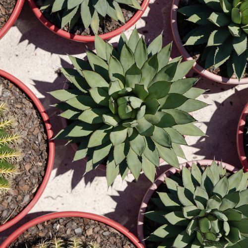 Agave Blue Emperor | Plants