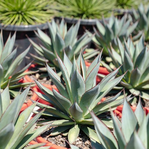 Agave Blue Glow | Plants