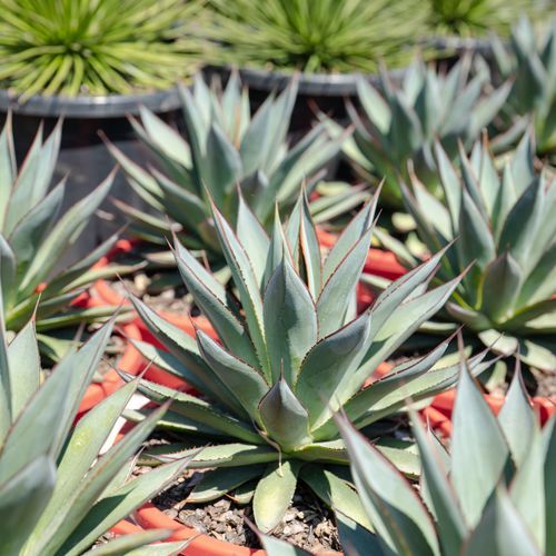 Agave Blue Glow | Plants