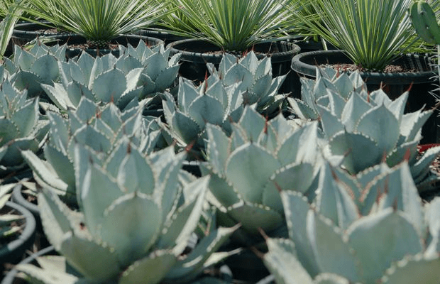 Agave Dragon Toe | Plants