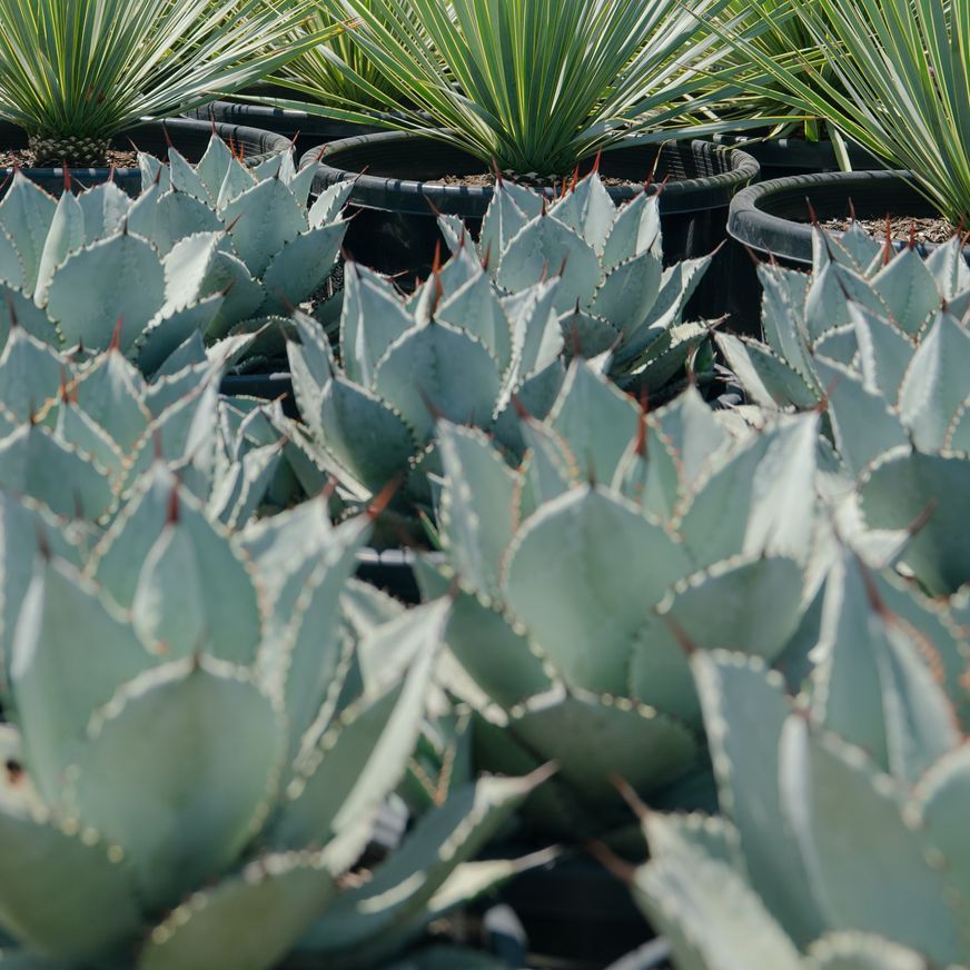Agave Dragon Toe | Plants