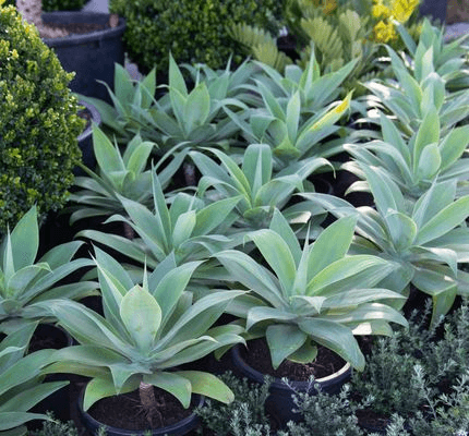 Agave Attenuata | Plants