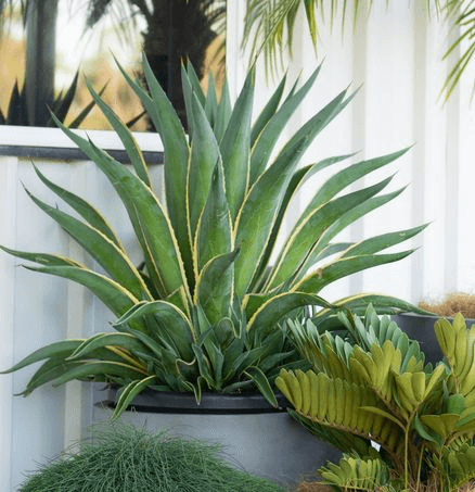 Agave Desmettiana El Miradores Gold | Plants
