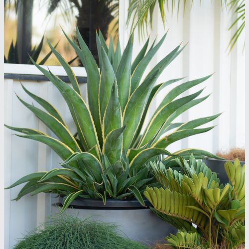 Agave Desmettiana El Miradores Gold | Plants