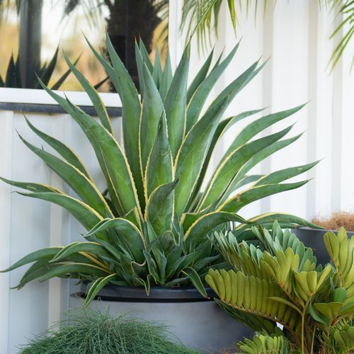 Agave Desmettiana El Miradores Gold | Plants
