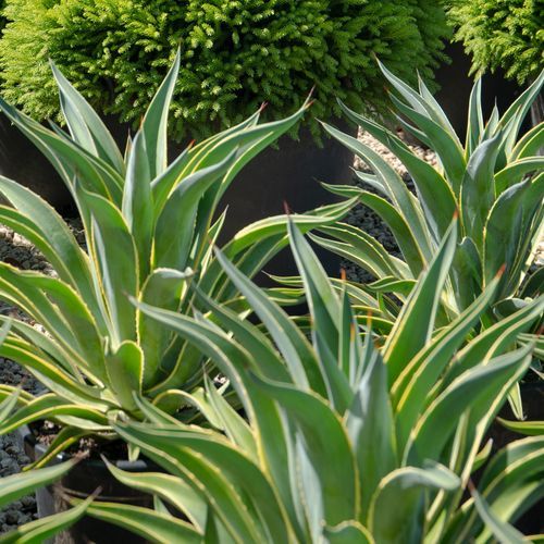 Agave Desmettiana El Miradores Gold | Plants