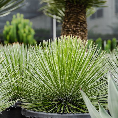 Agave Geminiflora | Plants