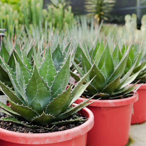 Agave Montana | Plants