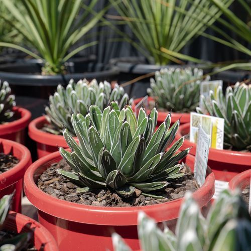 Agave Victoriae-Reginae | Plants