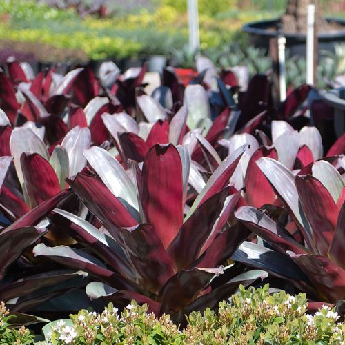 Alcantarea Imperialis Silver Plum | Plants