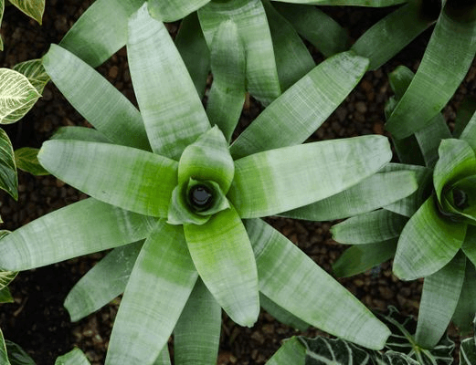 Alcantarea Imperialis | Plants