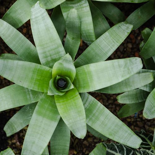 Alcantarea Imperialis | Plants