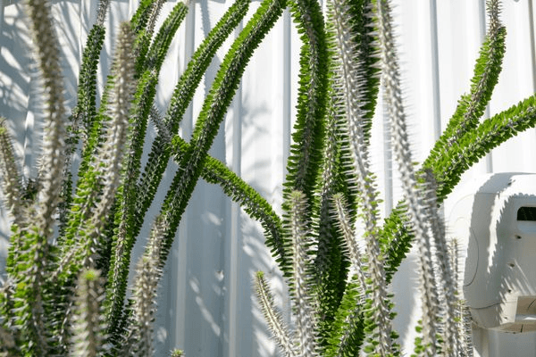 Alluaudia Procera | Plants