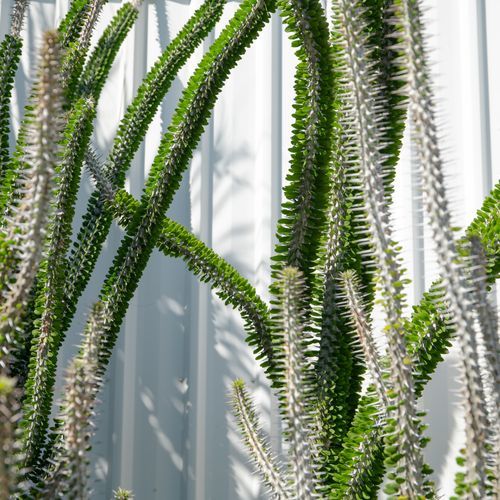 Alluaudia Procera | Plants