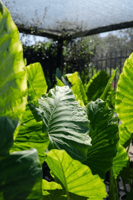 Alocasia Macrorrhizos | Plants