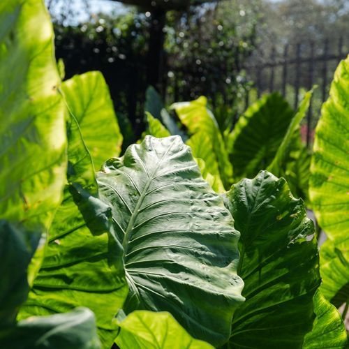 Alocasia Macrorrhizos | Plants