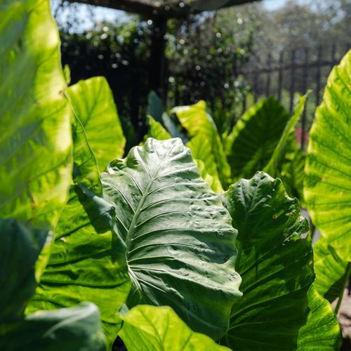 Alocasia Macrorrhizos | Plants