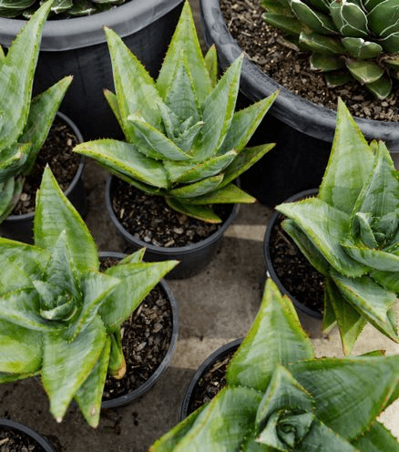 Aloe Outback Orange | Plants