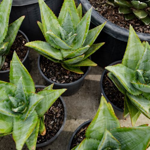 Aloe Outback Orange | Plants