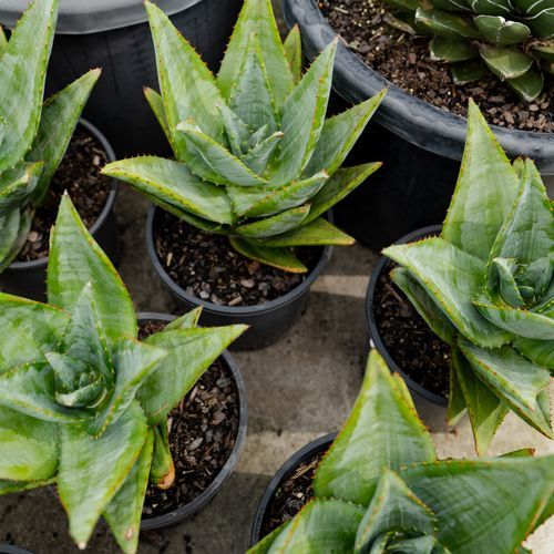 Aloe Outback Orange | Plants