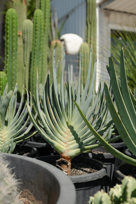 Aloe Plicatilis | Plants