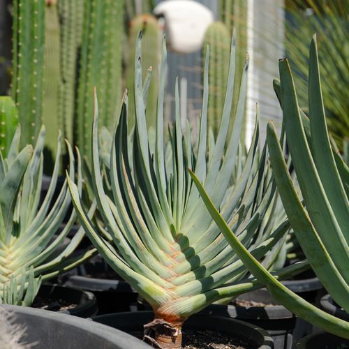 Aloe Plicatilis | Plants