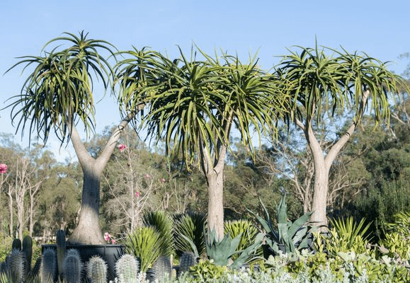 Aloidendron Barberae | Plants