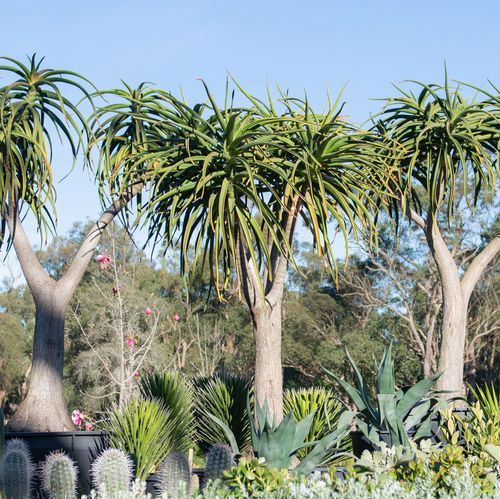 Aloidendron Barberae | Plants