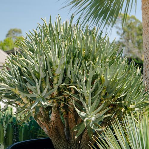 Aloidendron Ramosissimum | Plants