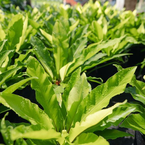 Asplenium Australasicum | Plants