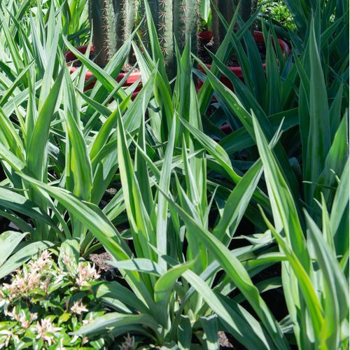Beschorneria Yuccoides | Plants