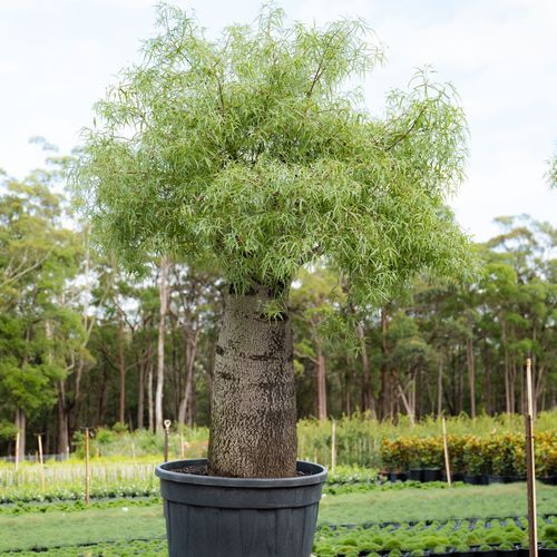 Brachychiton Rupestris | Plants