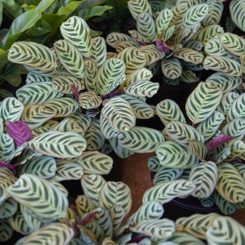 Calathea Burle-Marxii | Plants