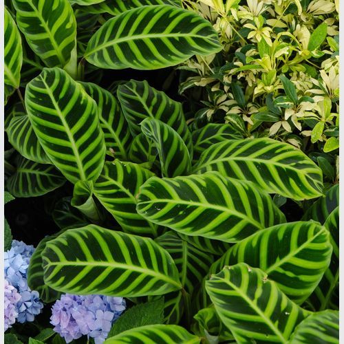 Calathea Zebrina | Plants
