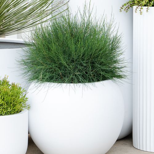 Casuarina Glauca Greenwave | Plants