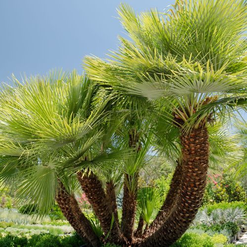 Chamaerops Humilis | Plants