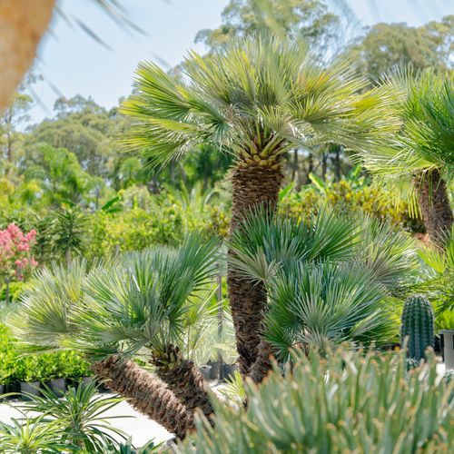 Chamaerops Humilis | Plants